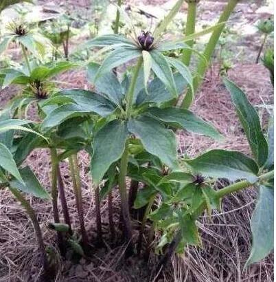 想赚钱的速来看,中药材重楼种植前景好,价格高、需求量大