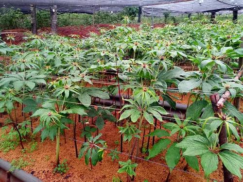 想赚钱的速来看,中药材重楼种植前景好,价格高、需求量大