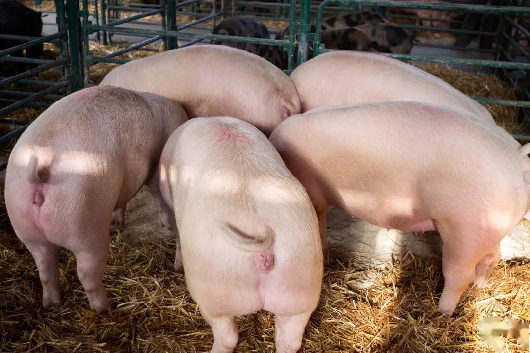 猪场钱哪去了？养猪成本效益分析