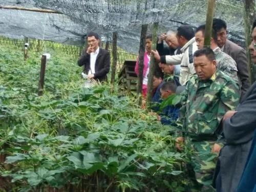 想赚钱的速来看,中药材重楼种植前景好,价格高、需求量大