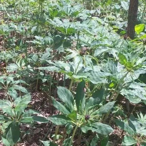 想赚钱的速来看,中药材重楼种植前景好,价格高、需求量大