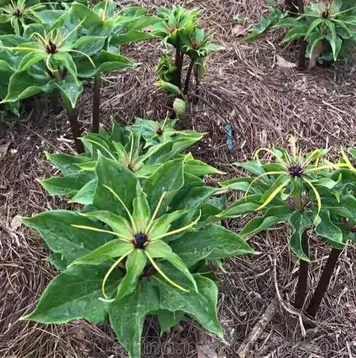 想赚钱的速来看,中药材重楼种植前景好,价格高、需求量大