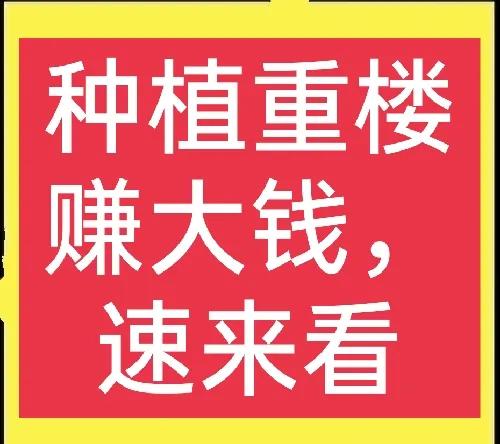 想赚钱的速来看,中药材重楼种植前景好,价格高、需求量大