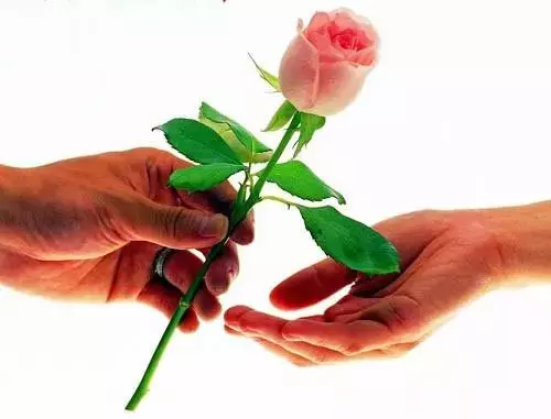 情人节的玫瑰不能随便送，你还应该知道些玫瑰花语