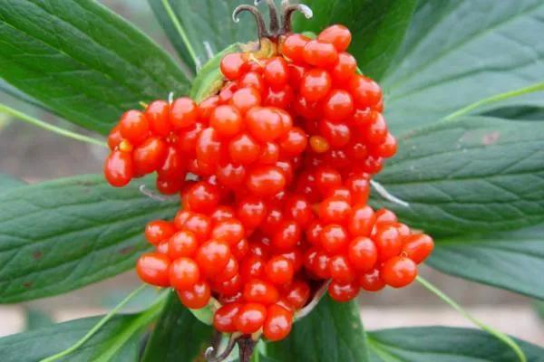 想赚钱的速来看,中药材重楼种植前景好,价格高、需求量大