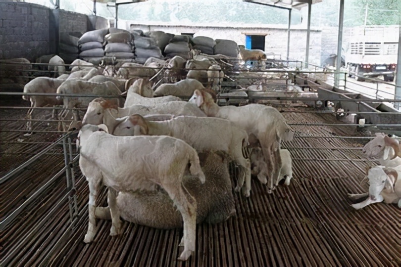 农村的小农户能养多少羊，能最大化收益？