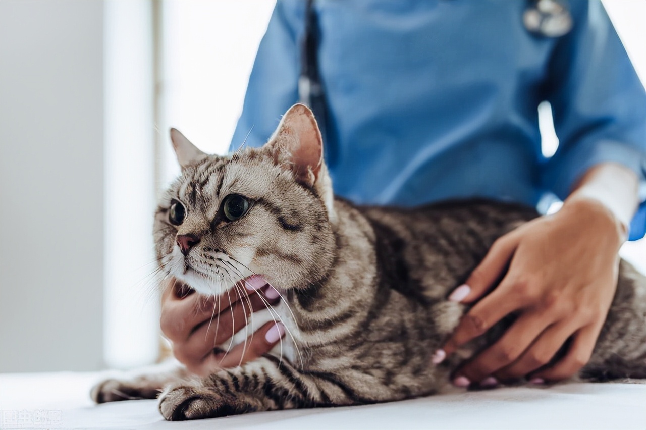被猫咬伤或者抓伤，应该怎么处理？需不需要打狂犬疫苗？