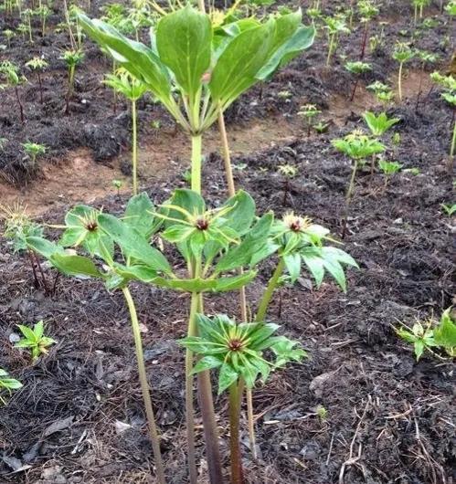 想赚钱的速来看,中药材重楼种植前景好,价格高、需求量大