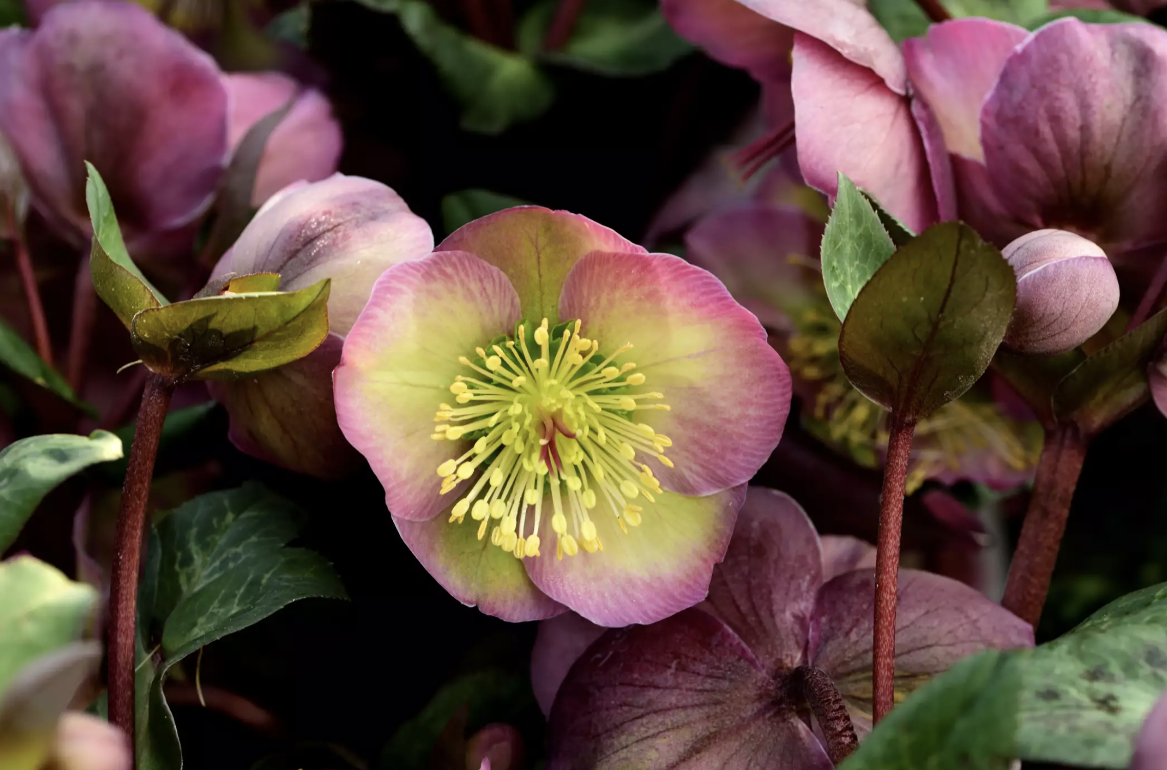 30种适合懒人养的花卉植物，漂亮易打理、适应性强，超级美