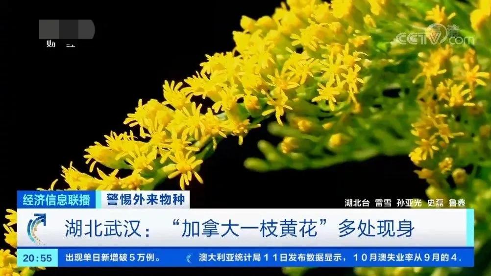 武汉全城“围剿”加拿大一枝黄花，它到底有多可怕，该怎么治理？