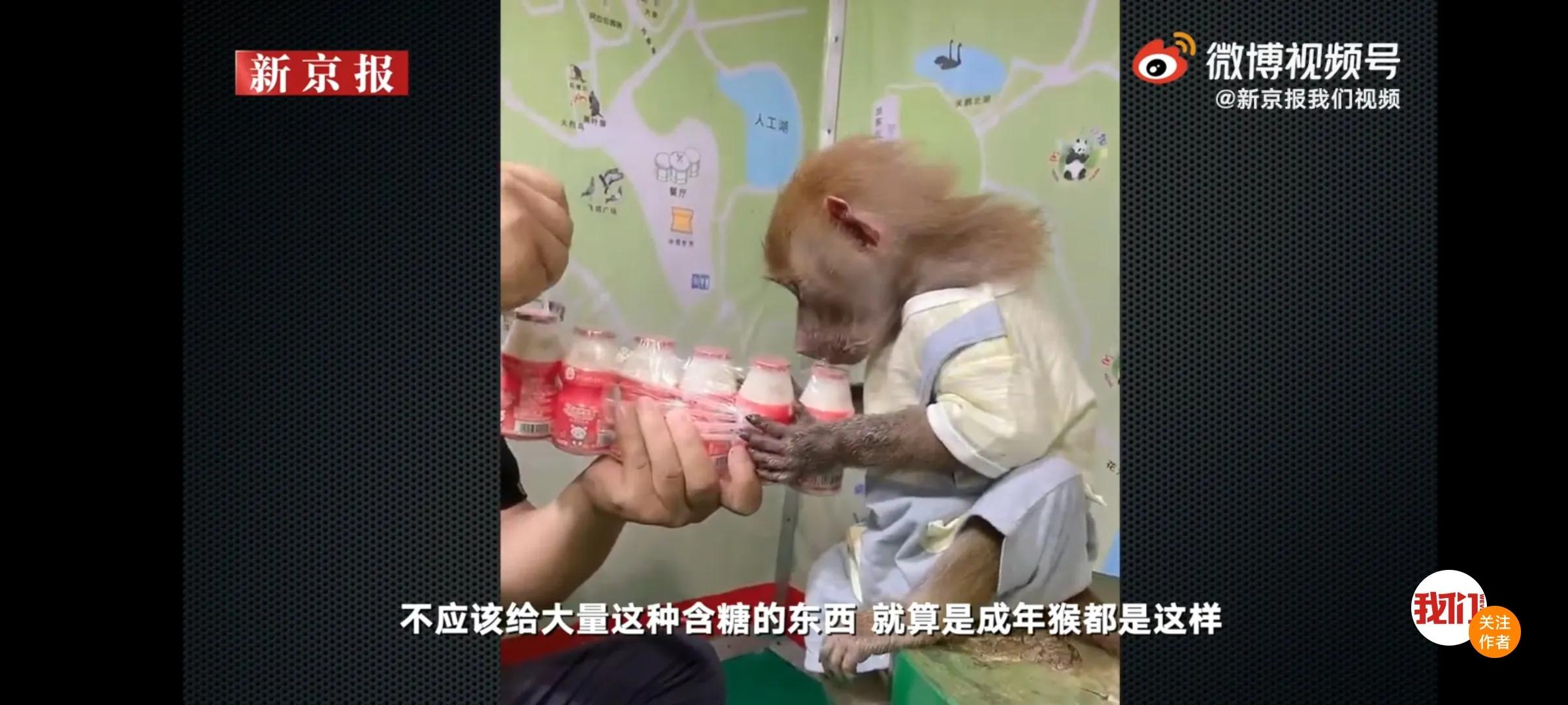 动物园让猴子幼崽抽烟、吃冰棍，这种做法是否合理科学
