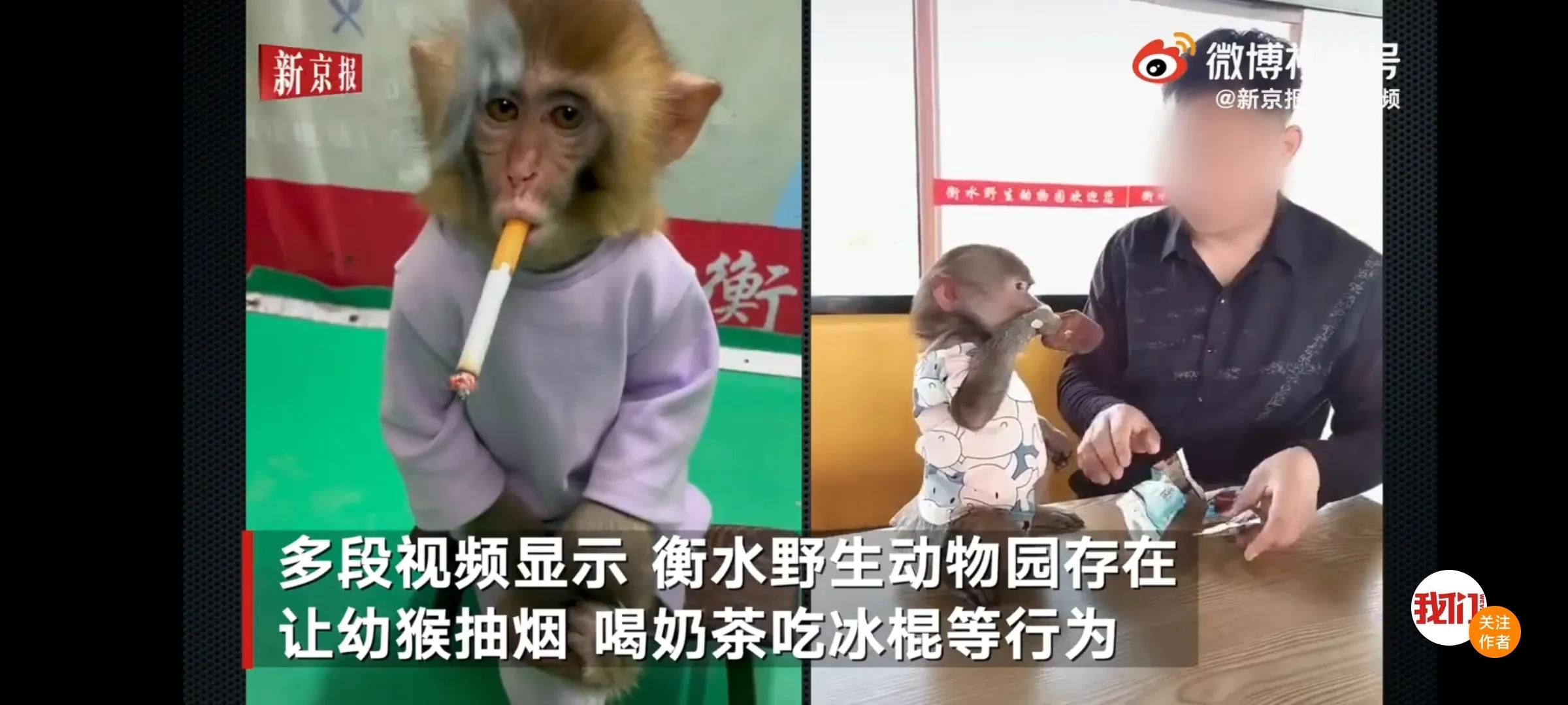动物园让猴子幼崽抽烟、吃冰棍，这种做法是否合理科学